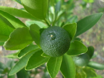 Close-up of strawberry growing on plant