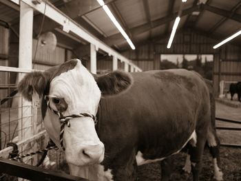 Cow tied up in cattle pen