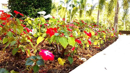 Flowers growing on tree