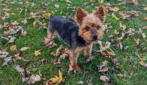 Life is better with a yorkie. 