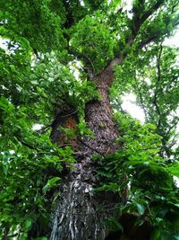 Low angle view of trees in forest