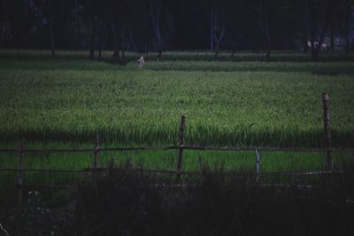 Scenic view of agricultural field