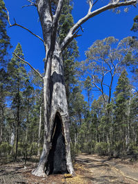 Low angle view of bare trees against blue sky