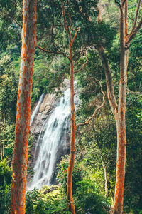 Scenic view of waterfall in forest