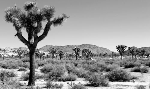 Trees on landscape