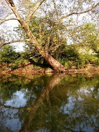 Reflection of trees in lake