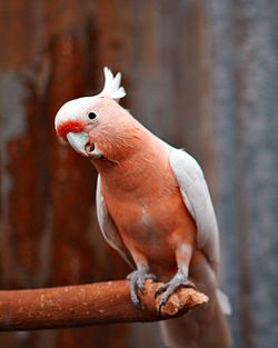 Close-up of parrot perching on branch