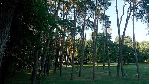 Trees on field against sky