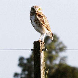 Close-up of owl perching outdoors