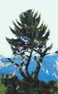 Low angle view of tree in forest against clear sky