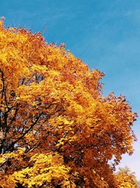 Low angle view of tree against blue sky