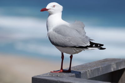 Seagull perching on wooden post