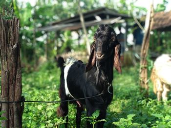 Black dog standing on field