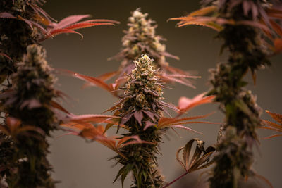 Low angle view of plants against sky