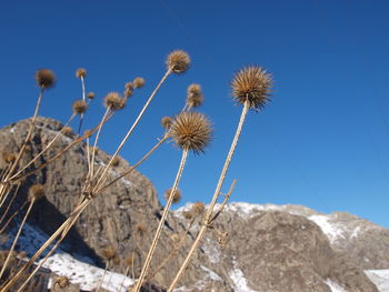Low angle view of thistle against blue sky