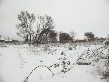 Bare tree on snow covered field