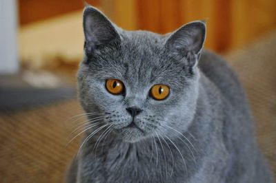 Close-up portrait of cat