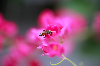 Close-up of insect on pink flower