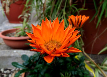 Close-up of orange flower