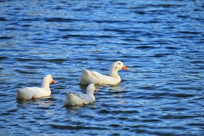 Bird swimming in water