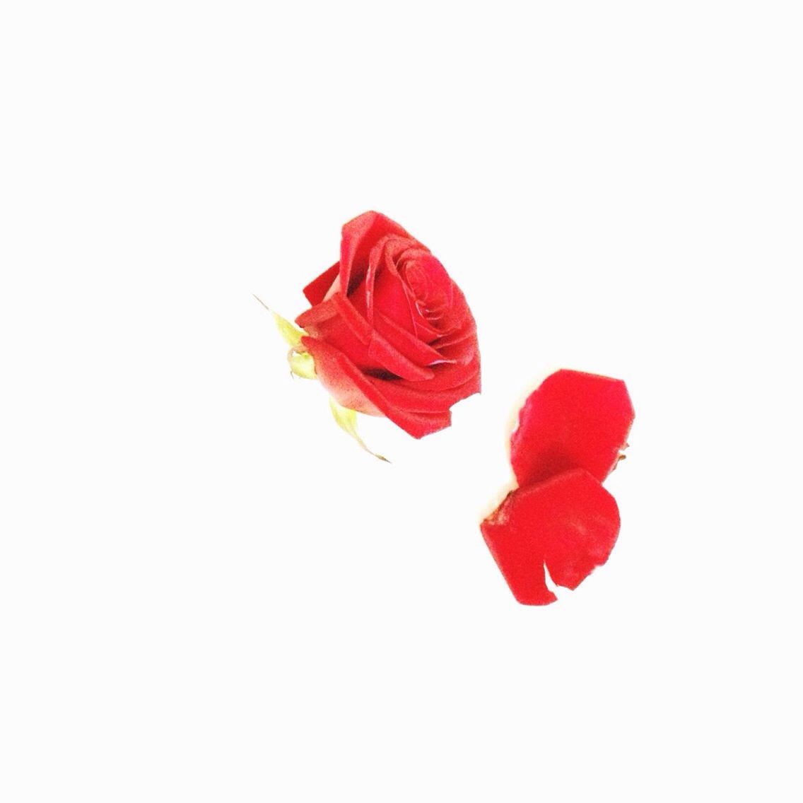 red, studio shot, white background, flower, petal, copy space, freshness, fragility, rose - flower, flower head, close-up, beauty in nature, cut out, single flower, nature, stem, no people, rose, vibrant color, single object