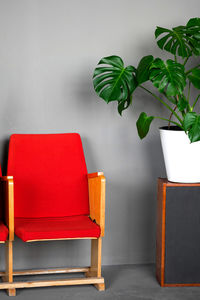 A beautiful monstera flower in a white pot stands on a wooden old acoustic speaker 