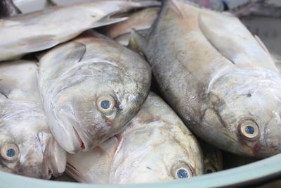 Close-up of fish for sale in market