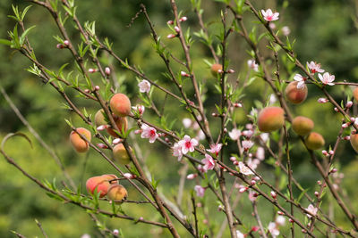 Close-up of berries growing on tree