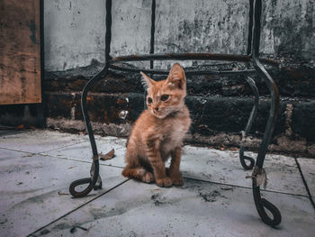 Portrait of cat sitting on metal floor