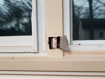 View of cat on window sill