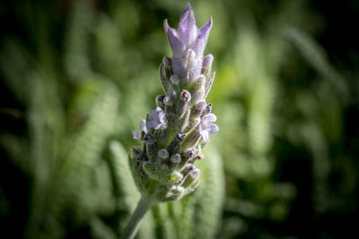 Close-up of purple flowering plant