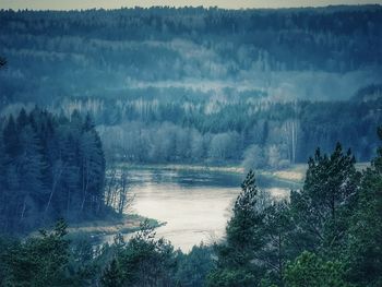 Panoramic view of pine trees in lake against sky