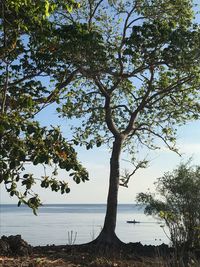 Tree by sea against sky