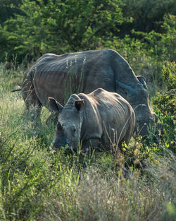 Rhinoceros standing on field