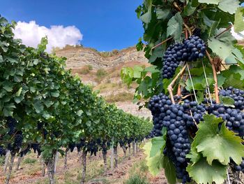 View of grapes in vineyard