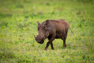 Wild boar on grassy field