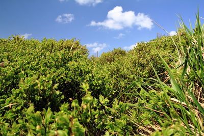 Plants growing on field against sky