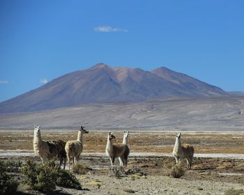 Lamas on landscape against clear sky