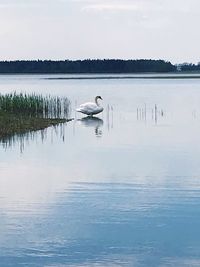 Swan in a lake