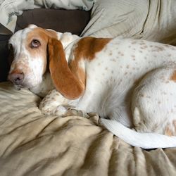 Dog sleeping on bed