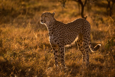 Cheetah looking away while standing on grassy field during sunset