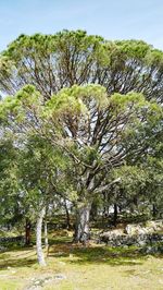 Trees on field against sky