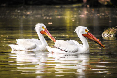 Swans swimming in lake