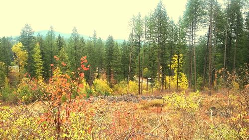 Scenic view of forest during autumn