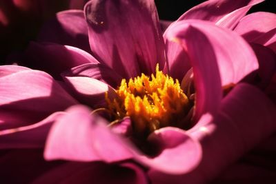 Close-up of pink flower