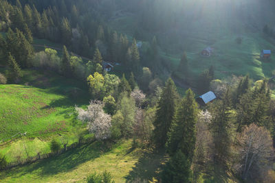 Spring rural landscape with blooming trees in the mountain area, of bucovina - romania.