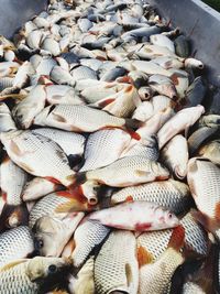 High angle view of fish for sale at market stall