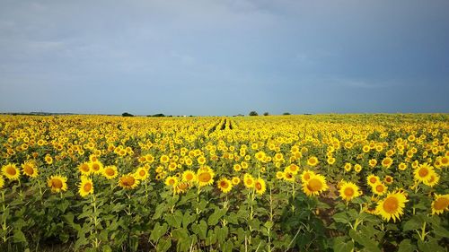 Scenic view of yellow flowers growing on field against sky