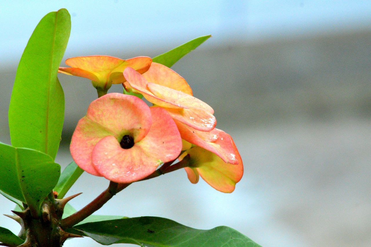 CLOSE-UP OF RED FLOWER