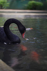 Black swan swimming in lake